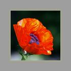 MOHN-ZEIT