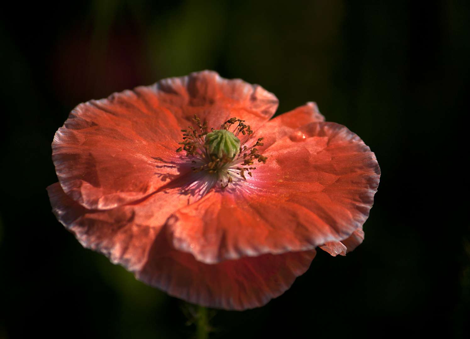 Mohn Zeit