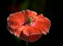 Mohn Zeit by Ela-Otto 