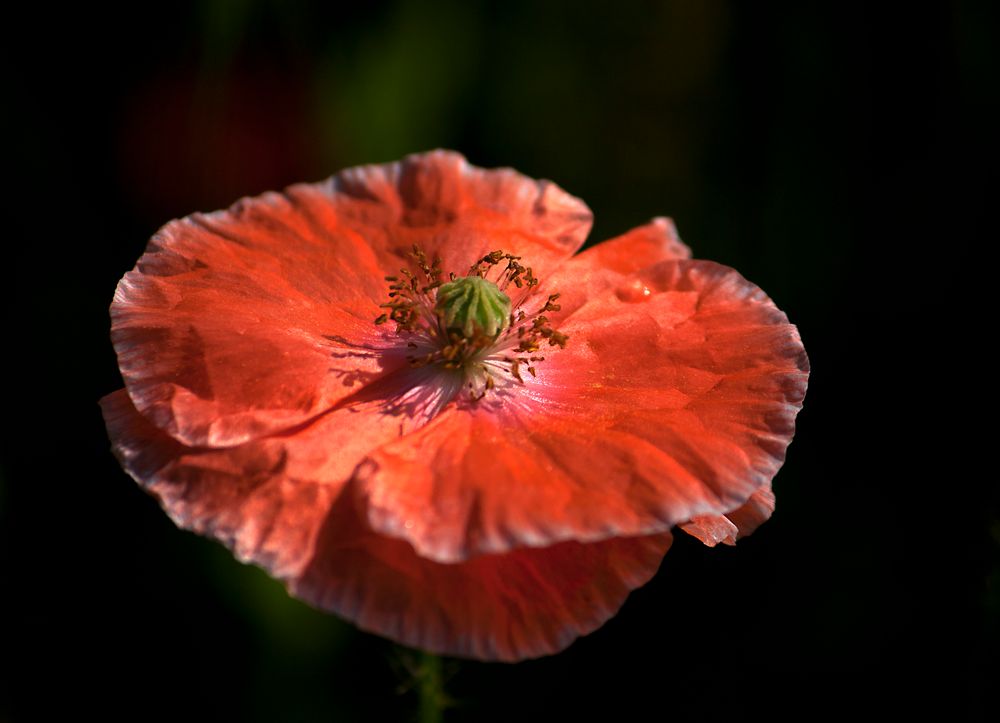 Mohn Zeit