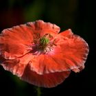 Mohn Zeit