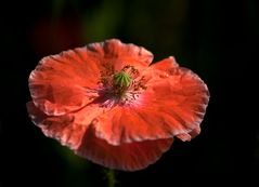 Mohn Zeit