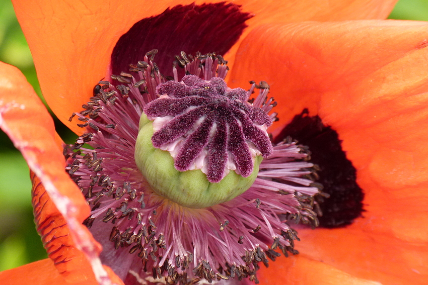 ...Mohn - Zeit...