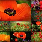 Mohn-Zeit