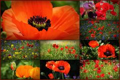 Mohn-Zeit