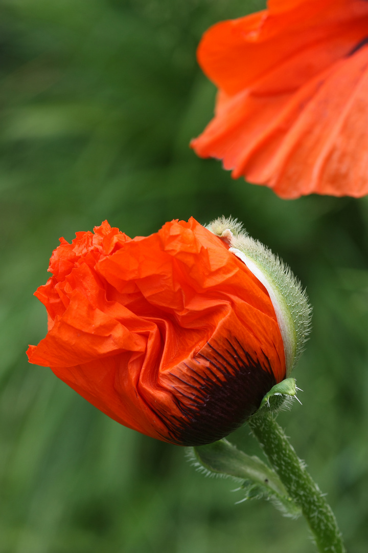 Mohn-Zeit