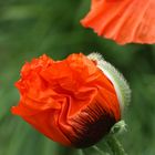 Mohn-Zeit