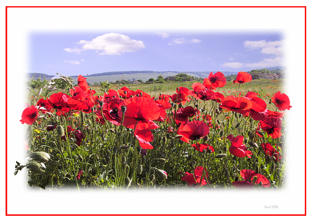 Mohn-Zeit