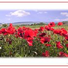 Mohn-Zeit