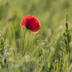 *Mohn-Zeit II*