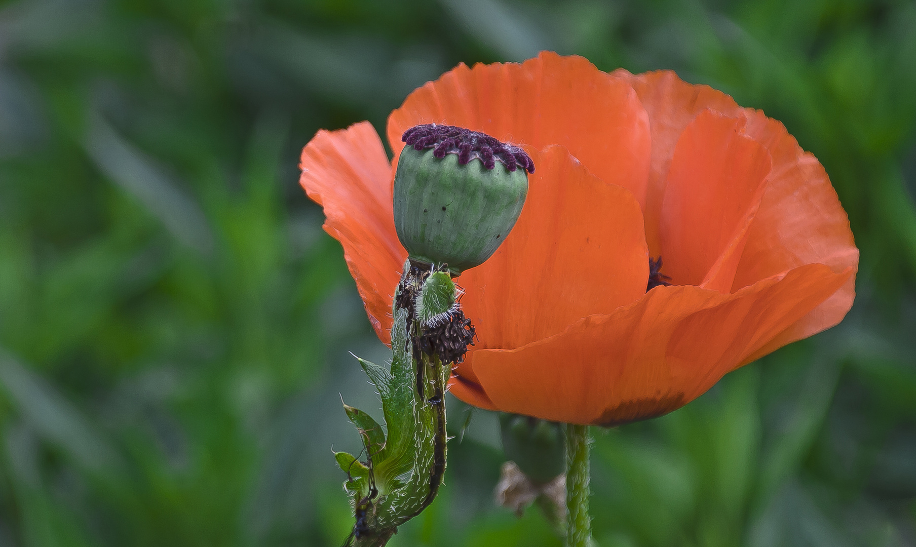 Mohn - Zeiten...