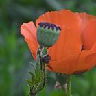 Mohn - Zeiten...