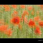 Mohn - zoom...