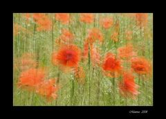 Mohn - zoom...