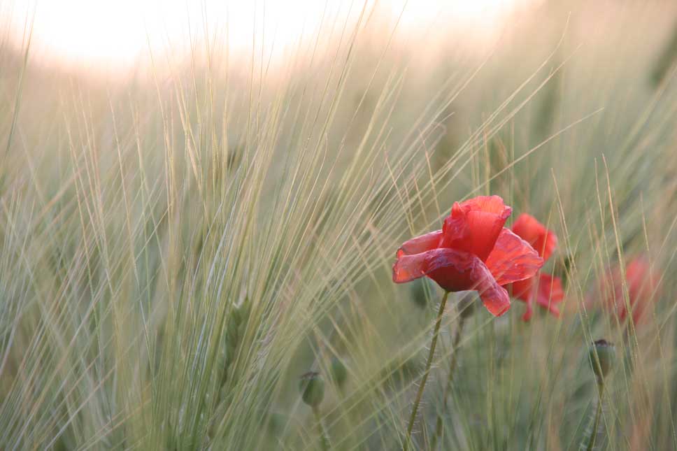 Mohn zu Gast......