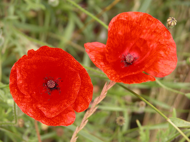 Mohn zu zweit