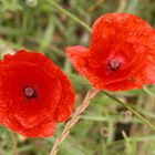 Mohn zu zweit