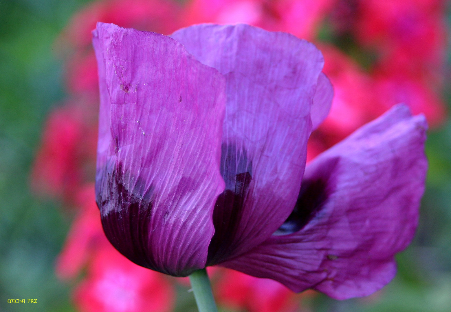 Mohn-Zugabe