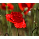 Mohn zum Donnerstag