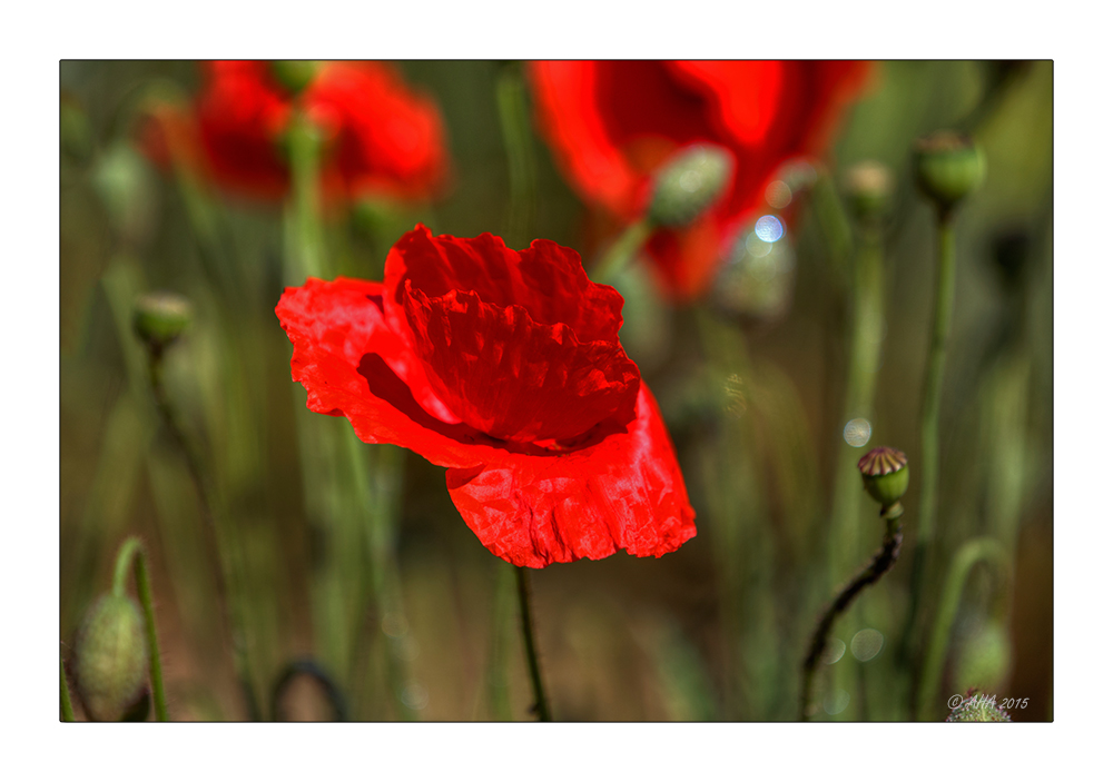 Mohn zum Donnerstag