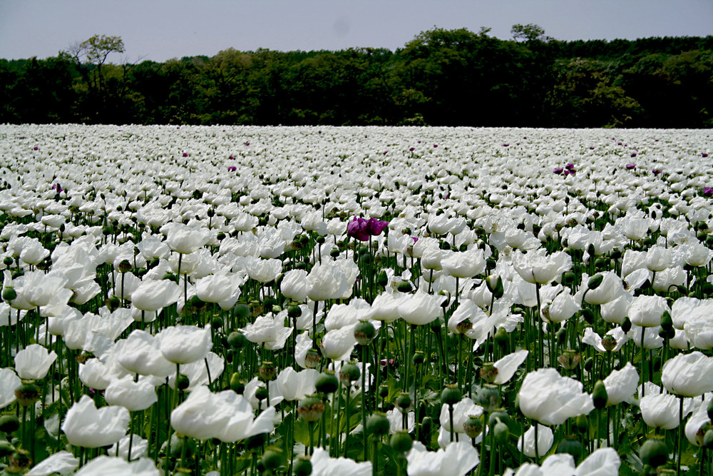 Mohn zum Dritten