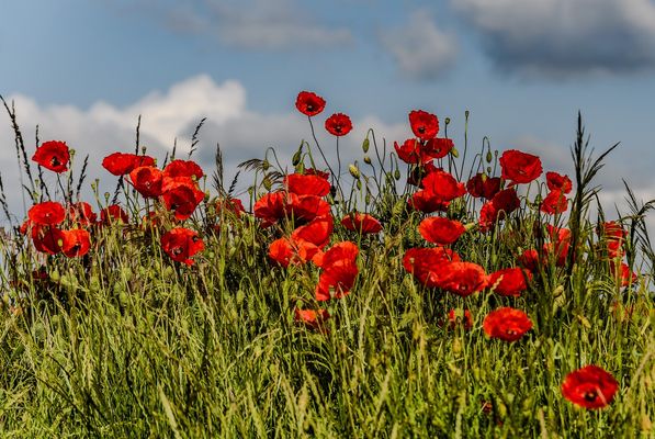 Mohn zum freuen