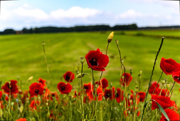 Mohn zum freuen