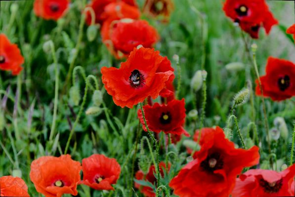 Mohn zum freuen