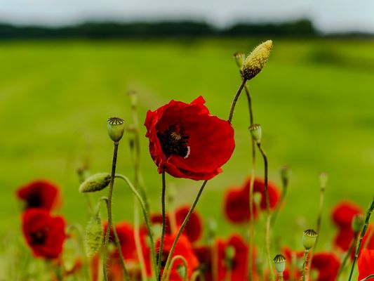 Mohn zum freuen