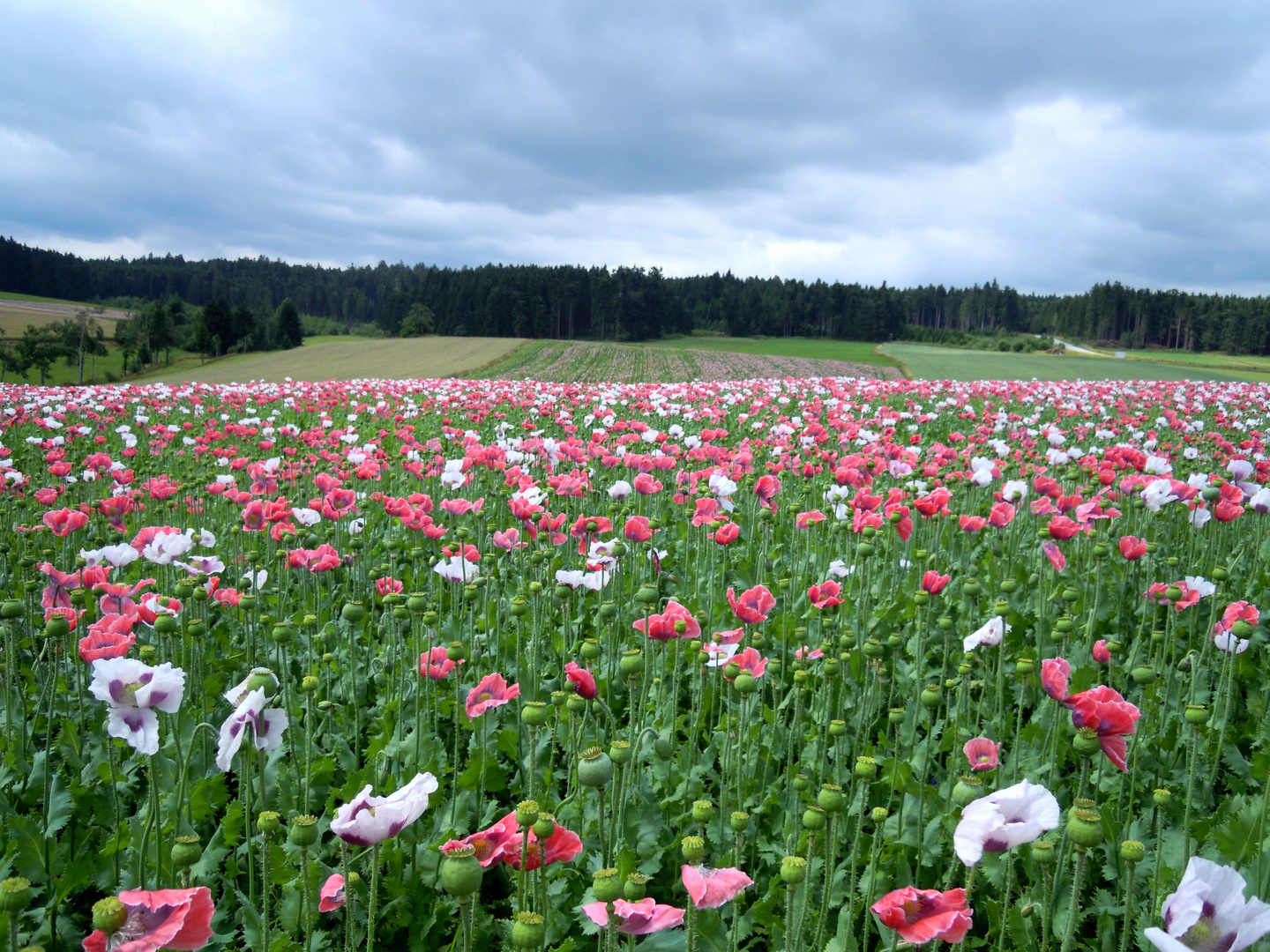 Mohn zum Genießen