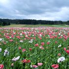 Mohn zum Genießen