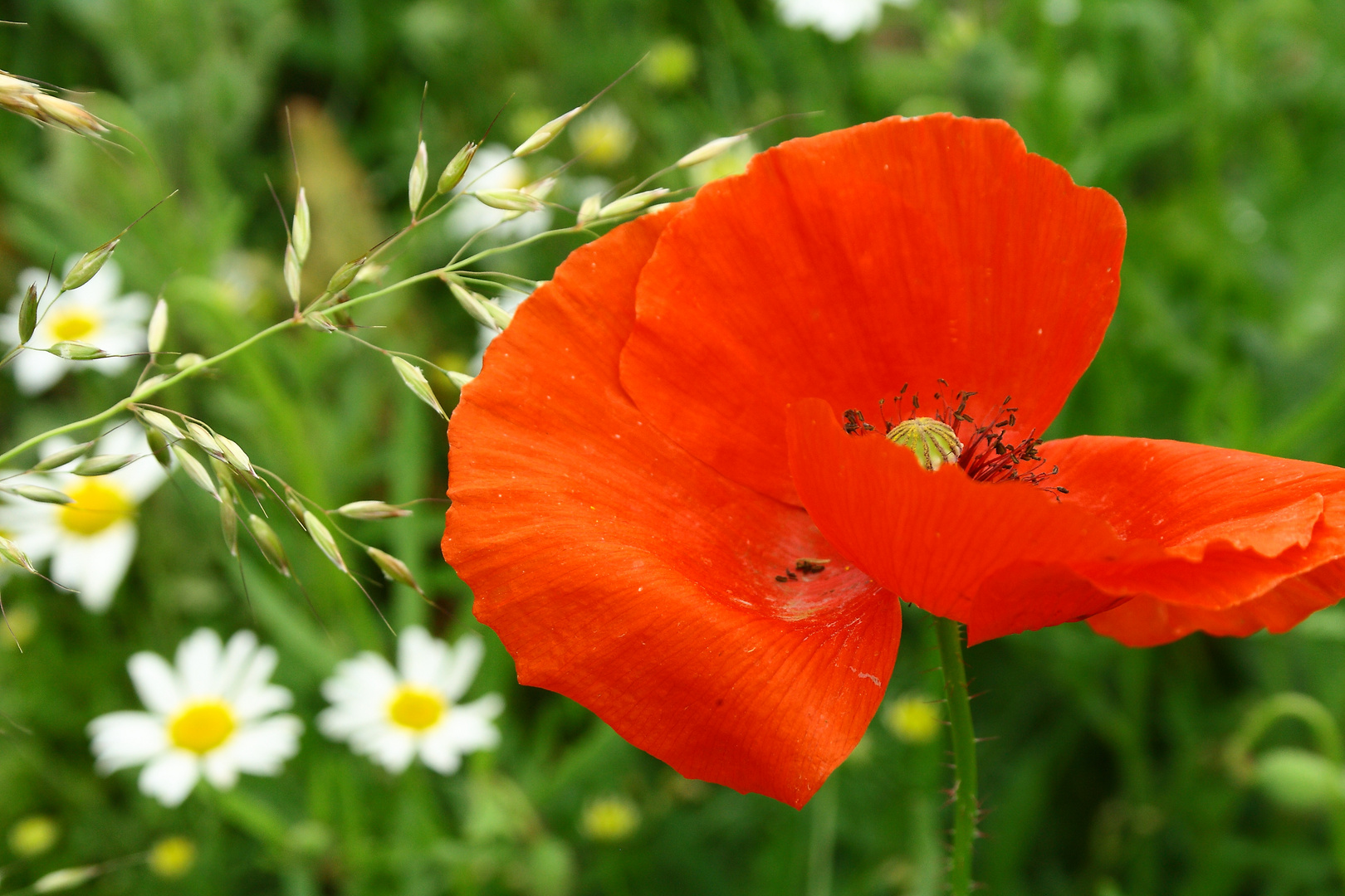 Mohn zum Letzten