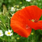 Mohn zum Letzten