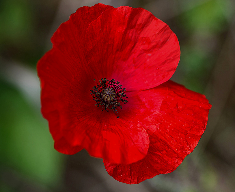 Mohn zum Mittwoch