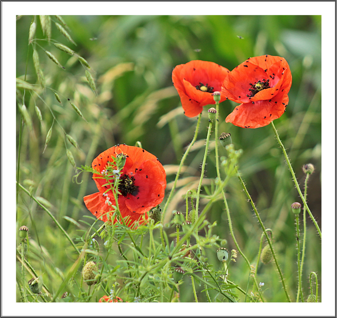 Mohn zum Mittwoch