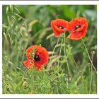 Mohn zum Mittwoch