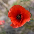 ... Mohn zum Mittwoch...