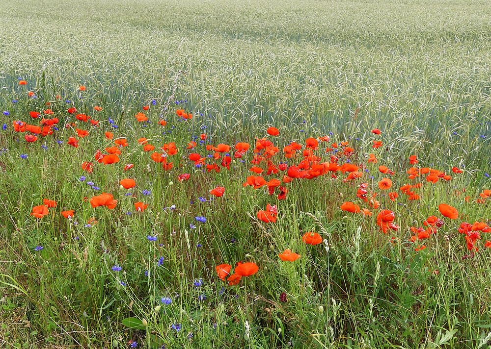 Mohn zum Montag