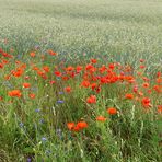 Mohn zum Montag