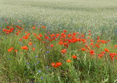 Mohn zum Montag