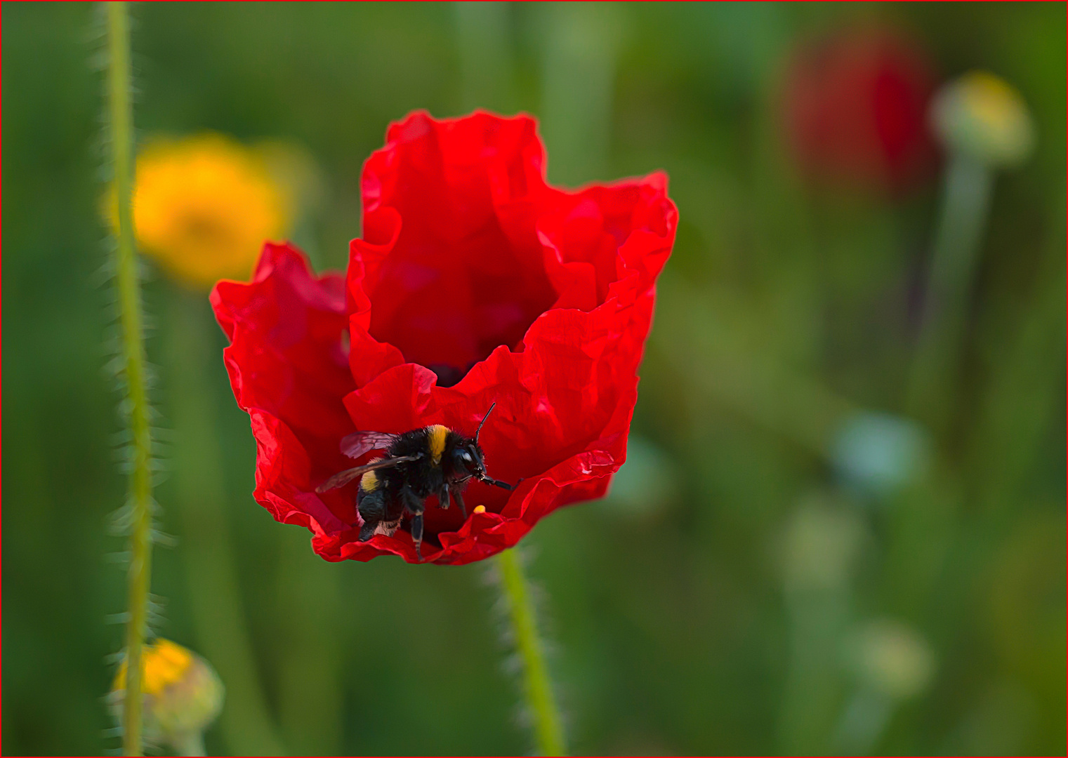 Mohn zum Sonntag!