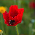 Mohn zum Sonntag!