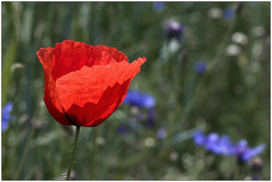 Mohn zum Sonntag