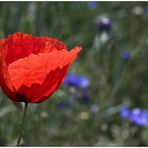 Mohn zum Sonntag