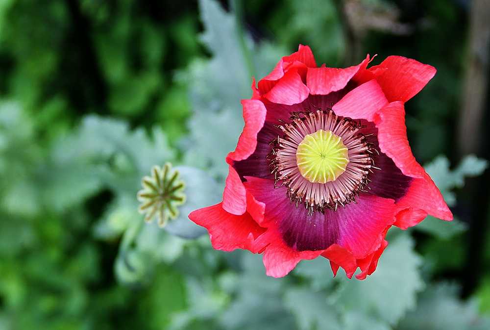 Mohn zum Sonntag