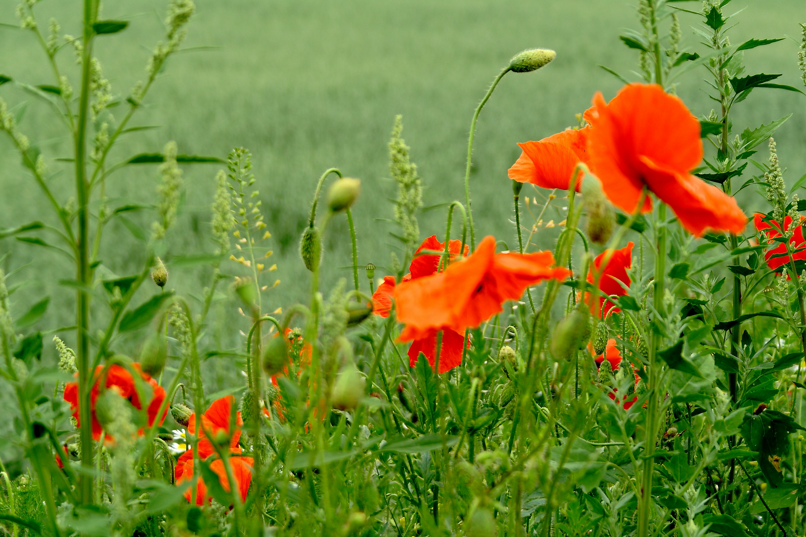 Mohn zum Zweiten