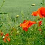 Mohn zum Zweiten