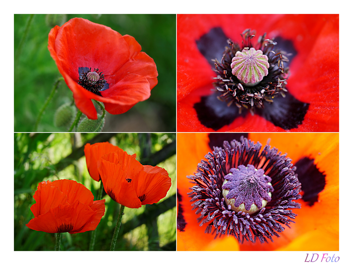 Mohn zweierlei