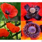 Mohn zweierlei