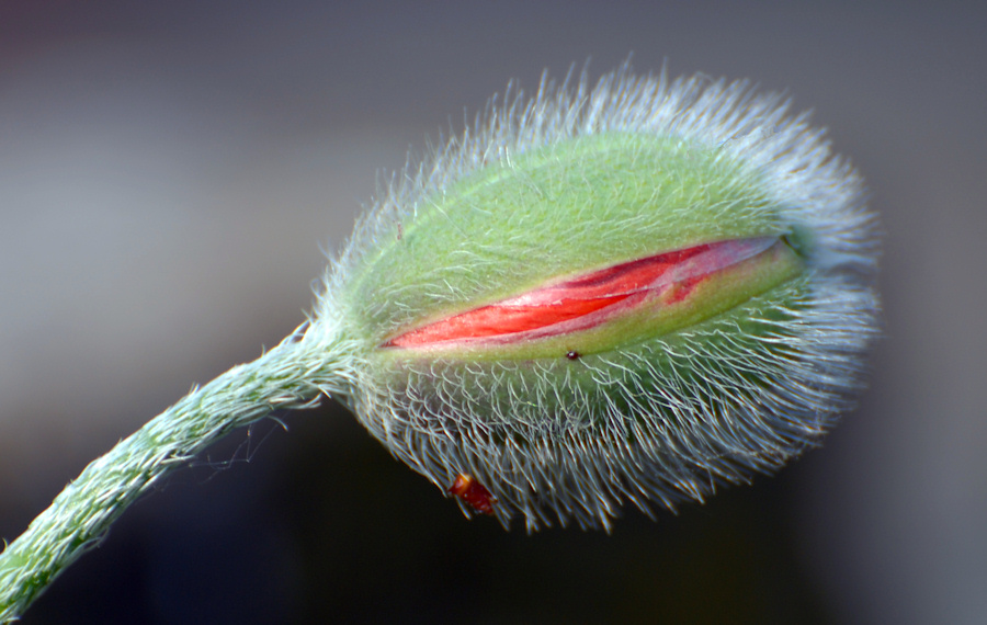 Mohn "zwinkern"